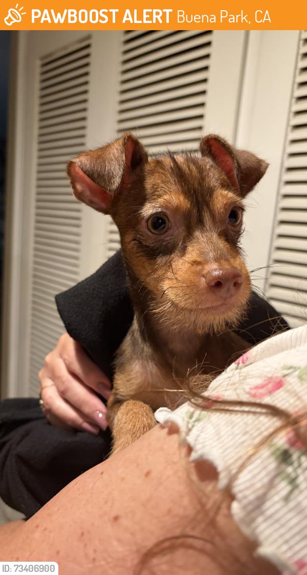 Found/Stray Female Dog last seen Beach/Malvern, Buena Park, CA 90621