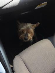 Reunited Male Dog last seen Walnut village, Fontana, CA 92336