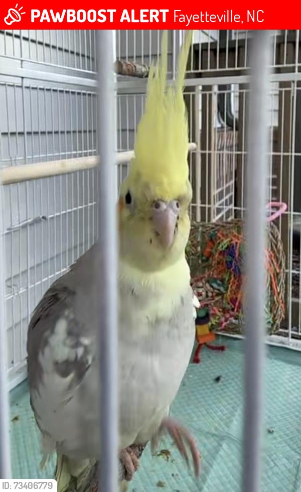 Lost Male Bird last seen Tree near the gas station, Fayetteville, NC 28307