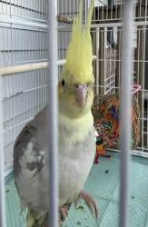 Lost Male Bird last seen Tree near the gas station, Fayetteville, NC 28307