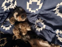 Lost Male Dog last seen Woodside and Beaconsfield, Harper Woods, MI 48225