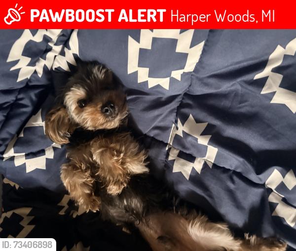 Lost Male Dog last seen Woodside and Beaconsfield, Harper Woods, MI 48225