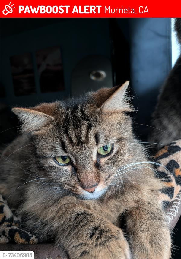 Lost Male Cat last seen Across the street from a private plane airport, Murrieta, CA 92563