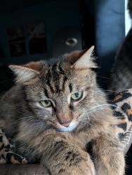 Lost Male Cat last seen Across the street from a private plane airport, Murrieta, CA 92563