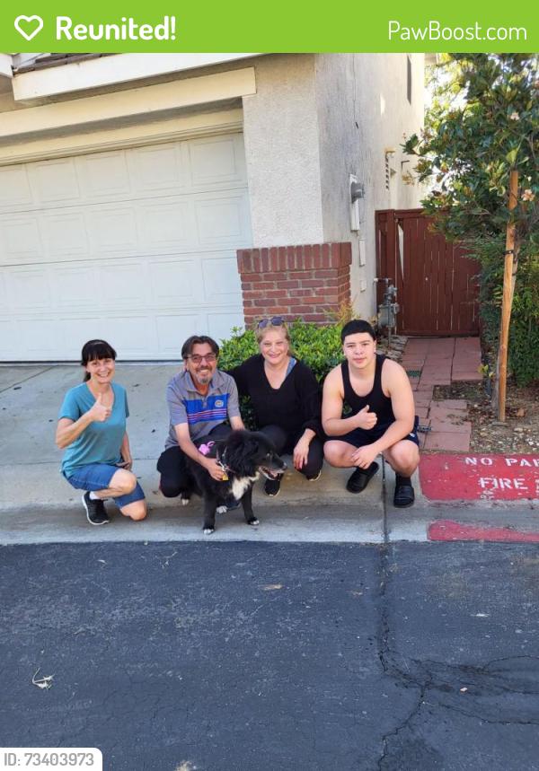 Reunited Male Dog last seen Sundance community Soquel & Butterfield CHINO HILLS CA, Chino Hills, CA 91709