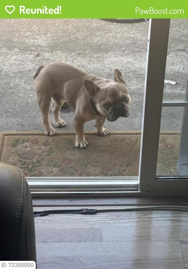 Reunited Male Dog last seen Princeton Avenue, Vallejo, CA 94589