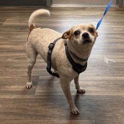 Shelter Stray Female Dog last seen Near N 29th Street, San Diego, CA, 92102, 5500 Gaines St, San Diego, CA 92110, USA