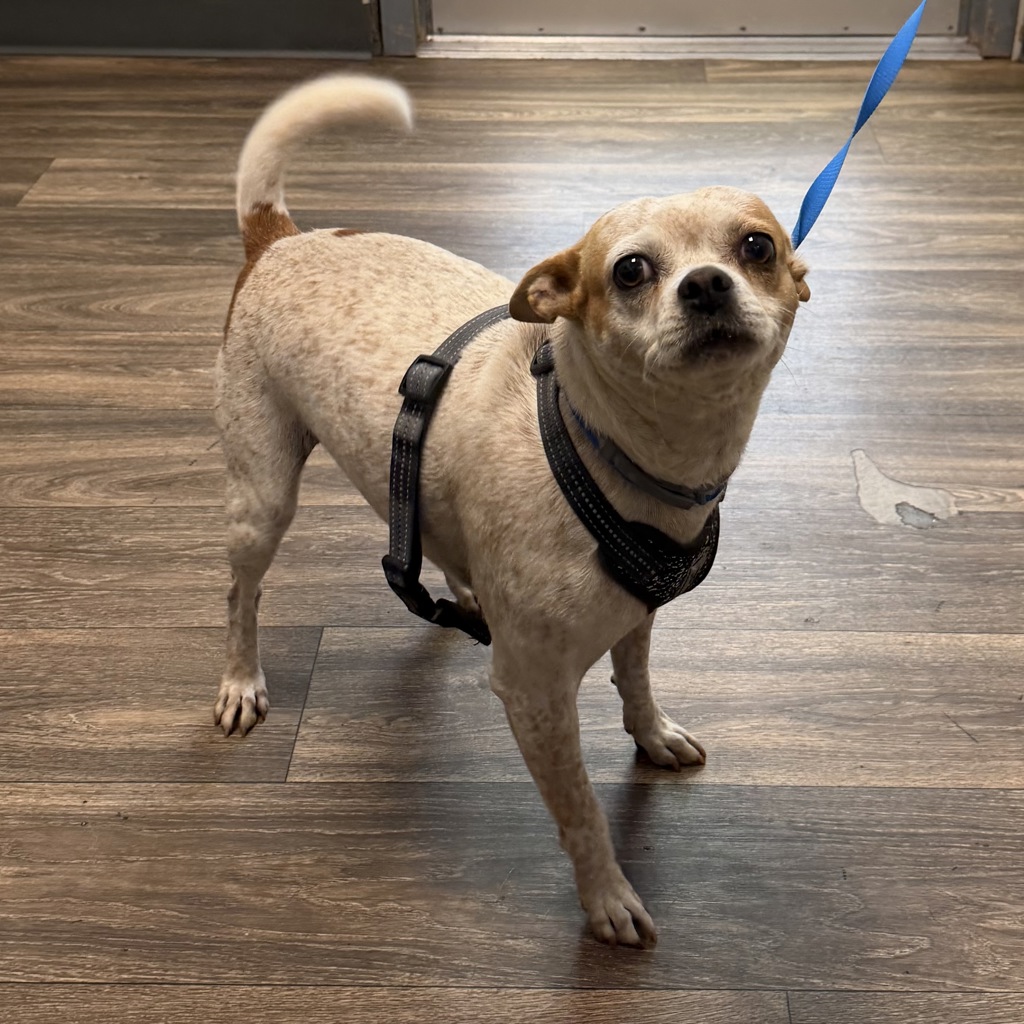 Shelter Stray Female Dog last seen Near N 29th Street, San Diego, CA, 92102, 5500 Gaines St, San Diego, CA 92110, USA