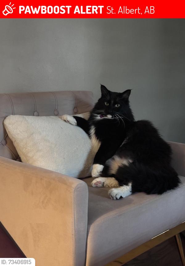 Lost Male Cat last seen Dawson Road, St. Albert, St. Albert, AB 