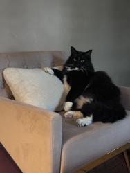 Lost Male Cat last seen Dawson Road, St. Albert, St. Albert, AB 