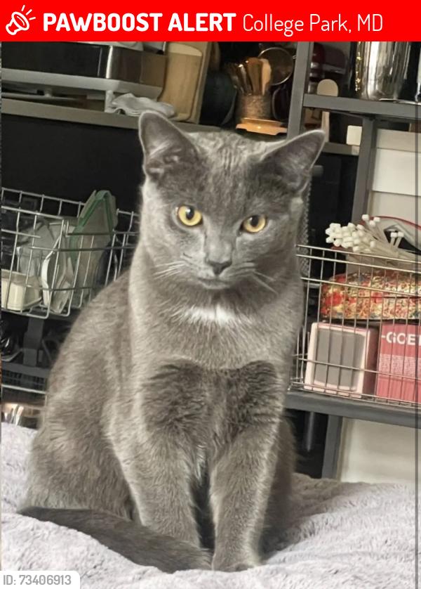 Lost Male Cat last seen Lake Artemesia near entrance on left side (Indian Creek Stream side), College Park, MD 20740