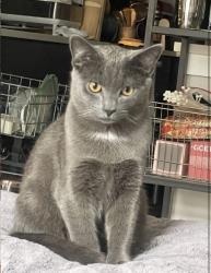 Lost Male Cat last seen Lake Artemesia near entrance on left side (Indian Creek Stream side), College Park, MD 20740