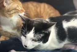 Reunited Female Cat last seen Around 144 El Capitan Ln, Antioch, CA 94509