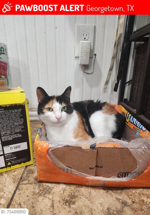 Lost Female Cat last seen Firehouse near us. Across frozen flamingo, Georgetown, TX 78628