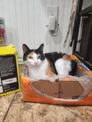 Lost Female Cat last seen Firehouse near us. Across frozen flamingo, Georgetown, TX 78628