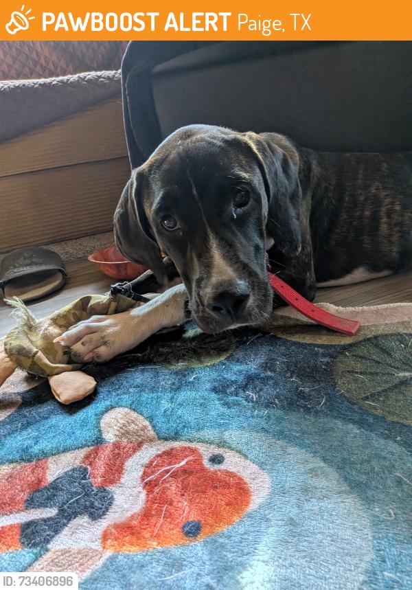 Found/Stray Female Dog last seen Sherwood Forest faire, Paige, TX 78659