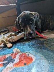 Found/Stray Female Dog last seen Sherwood Forest faire, Paige, TX 78659