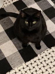 Lost Female Cat last seen between College Ave. and Forbus St., Poughkeepsie, NY 12603