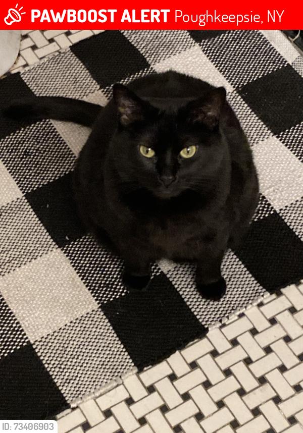 Lost Female Cat last seen between College Ave. and Forbus St., Poughkeepsie, NY 12603