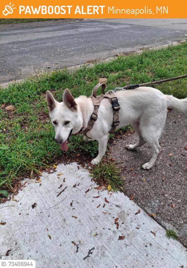 Found/Stray Female Dog last seen 40th and lyndale, Minneapolis, MN 55412