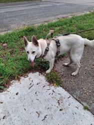 Found/Stray Female Dog last seen 40th and lyndale, Minneapolis, MN 55412