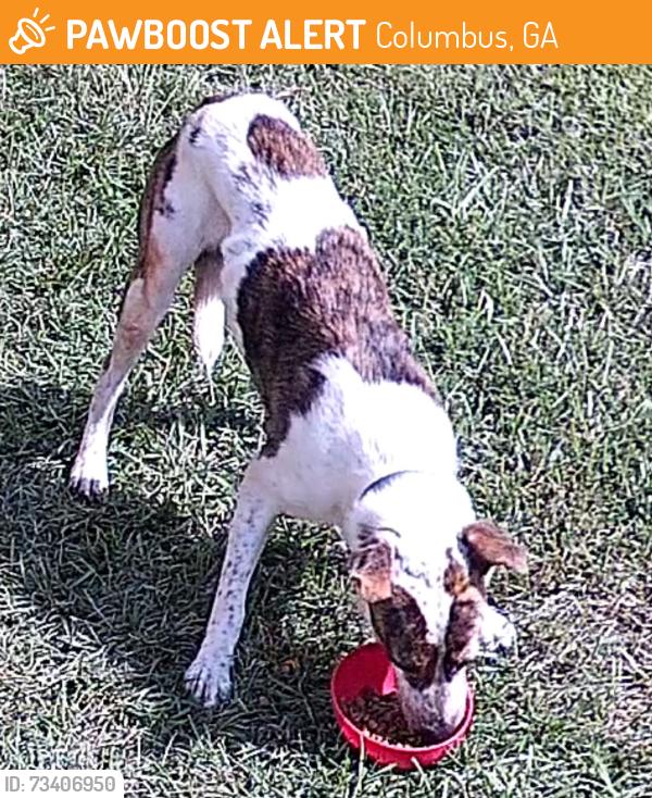 Found/Stray Male Dog last seen Near Solid Rock Church, Columbus, GA 31820