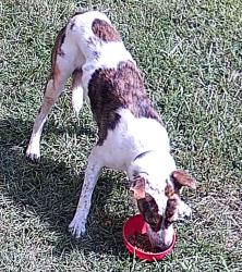 Found/Stray Male Dog last seen Near Solid Rock Church, Columbus, GA 31820