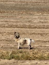 Found/Stray Male Dog last seen Fred court, Wilson County, NC 27893