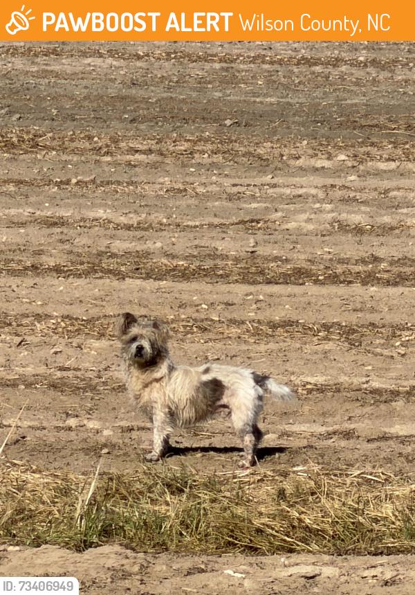 Found/Stray Male Dog last seen Fred court, Wilson County, NC 27893