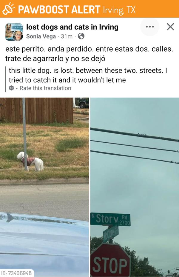 Found/Stray Unknown Dog last seen N STORY & McClure, Irving, TX, Irving, TX 75062