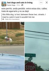 Found/Stray Unknown Dog last seen N STORY & McClure, Irving, TX, Irving, TX 75062