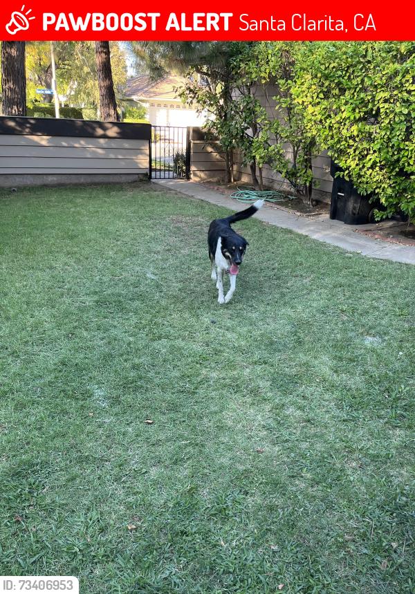 Lost Female Dog last seen Rancho Adobe, Santa Clarita, CA 91355