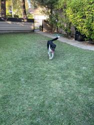 Lost Female Dog last seen Rancho Adobe, Santa Clarita, CA 91355