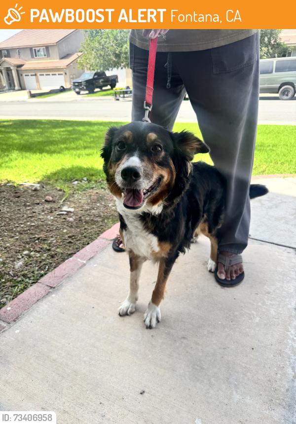 Found/Stray Female Dog last seen Walnut St. fontana, ca, Fontana, CA 92335