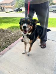 Found/Stray Female Dog last seen Walnut St. fontana, ca, Fontana, CA 92335