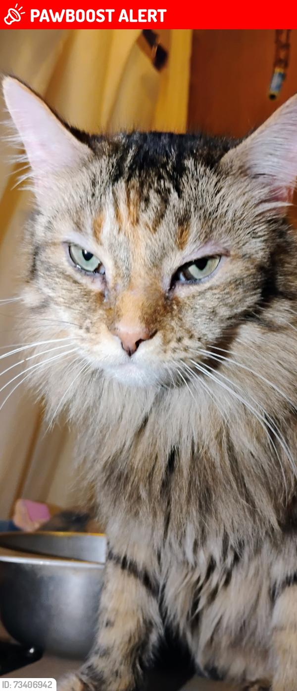 Lost Female Cat last seen Near chilili land grant, Torrance County, NM 87035