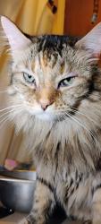 Lost Female Cat last seen Near chilili land grant, Torrance County, NM 87035
