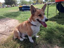 Found/Stray Male Dog last seen Sunset Park, Las Vegas Valley, NV 89120