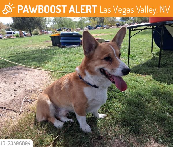 Found/Stray Male Dog last seen Sunset Park, Las Vegas Valley, NV 89120