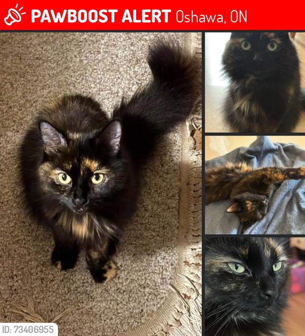 Lost Female Cat last seen Sheffield court and Laval drive, Oshawa, ON 