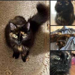 Lost Female Cat last seen Sheffield court and Laval drive, Oshawa, ON 