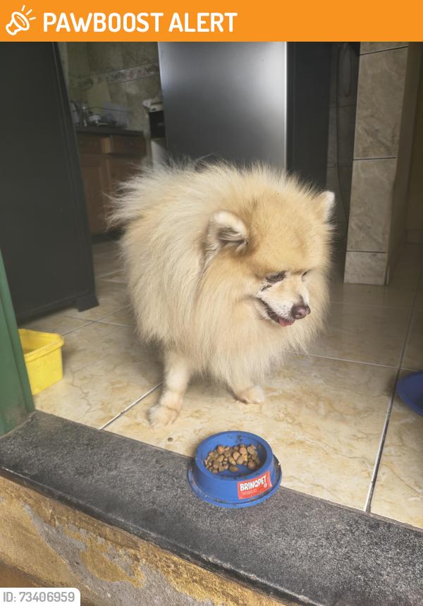 Found/Stray Male Dog last seen Rua 28 de Junho, 1359, Jardim Tupinamba, PR 87040-280
