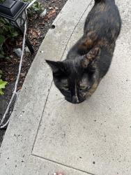 Found/Stray Unknown Cat last seen Hollyoak, Aliso Viejo, CA 92656