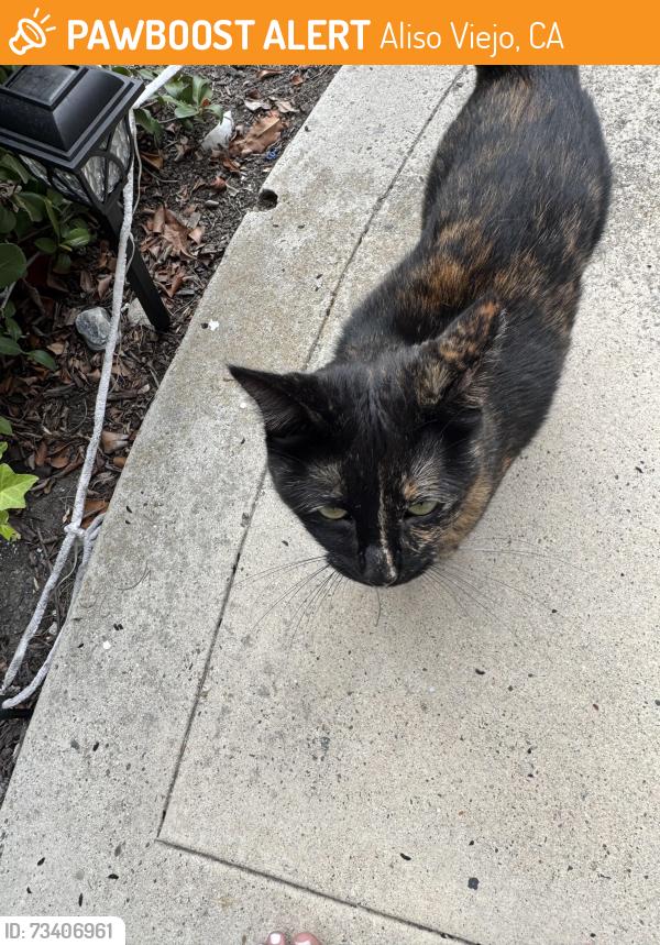 Found/Stray Unknown Cat last seen Hollyoak, Aliso Viejo, CA 92656
