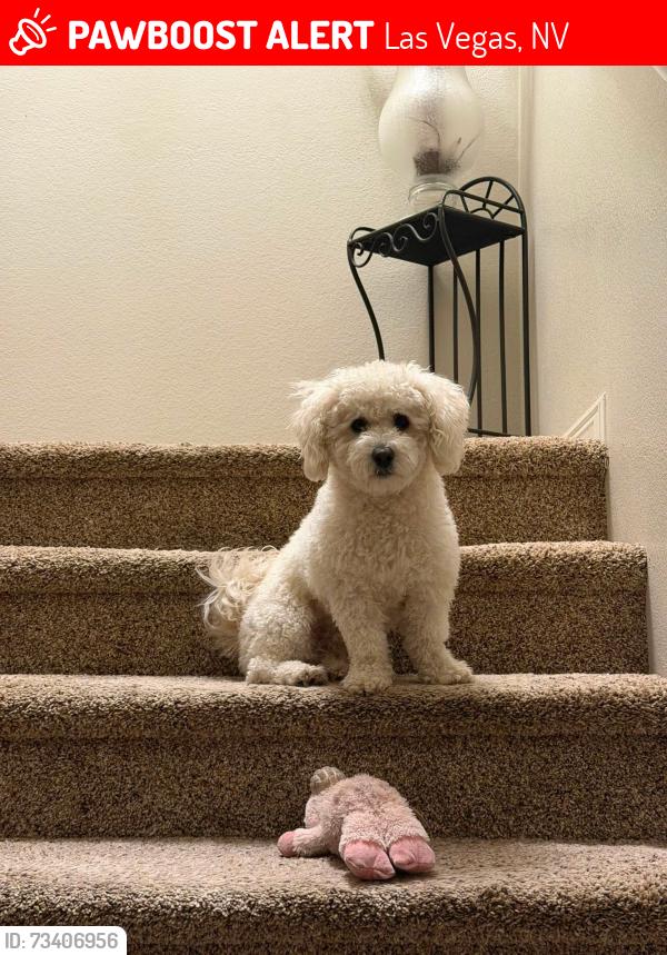 Lost Male Dog last seen boulder and russell, silverball park, Las Vegas, NV 89122