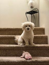 Lost Male Dog last seen boulder and russell, silverball park, Las Vegas, NV 89122