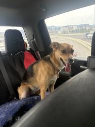 Found/Stray Female Dog last seen In my back yard, Charleston, WV 25302