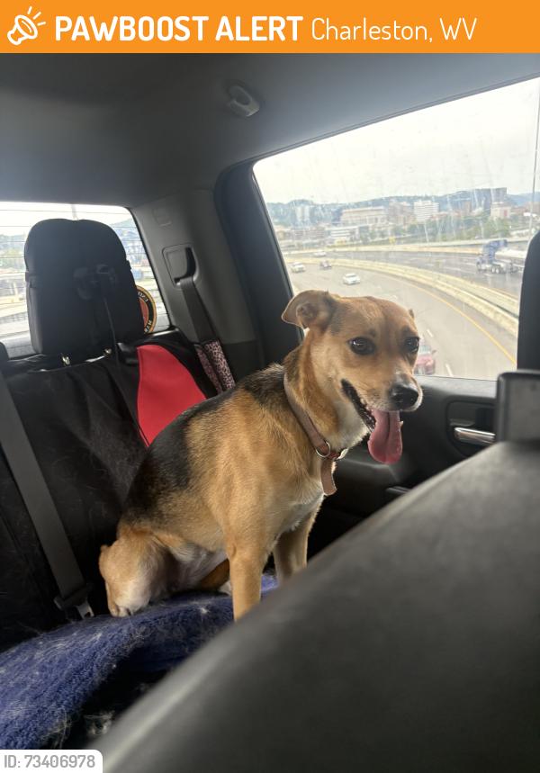 Found/Stray Female Dog last seen In my back yard, Charleston, WV 25302