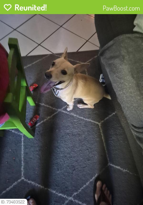 Reunited Female Dog last seen Flower St 85033 area, Phoenix, AZ 85035