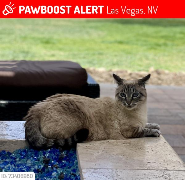 Lost Female Cat last seen Las Vegas blv, Las Vegas, NV 89123